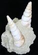 Fossil Gastropod (Haustator) Cluster - Damery, France #22218-2